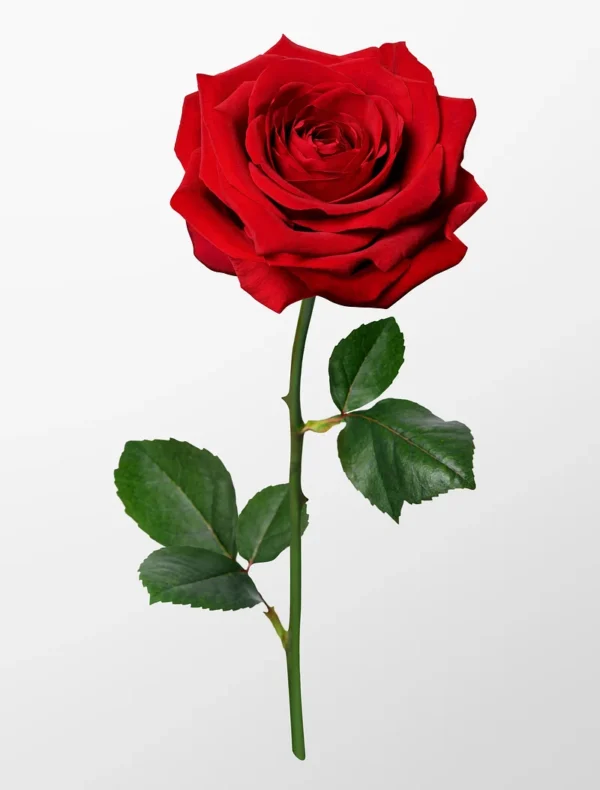RED ROSE SINGLE PCS